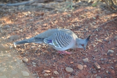 Bird in the Outback 1