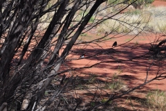 Birds in the Outback 2