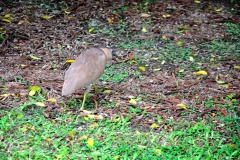 Bird in the park