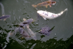 Fishes and Turtles