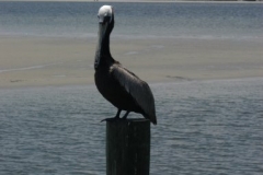 Pelican 5