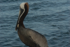 Pelican1
