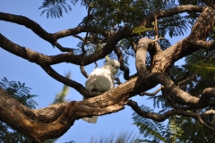 Cockatiel in the park in Sydney 1