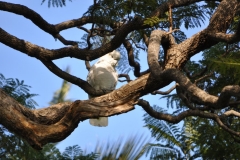 Cockatiel in the park in Sydney