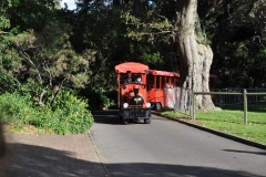 Train in the park in Sydney